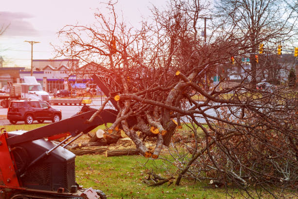 Best Hazardous Tree Removal  in Eureka, MO