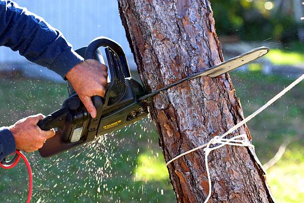 How Our Tree Care Process Works  in  Eureka, MO