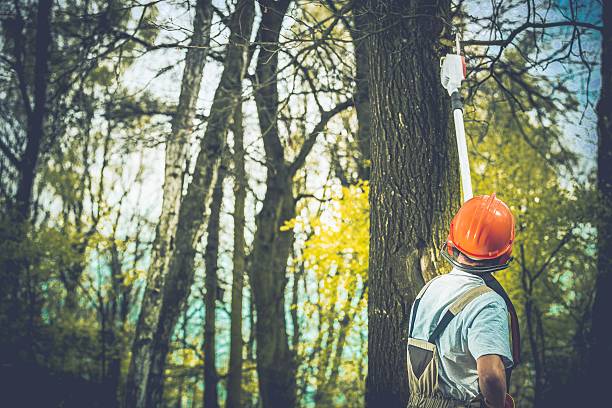 Eureka, MO Tree Care Company